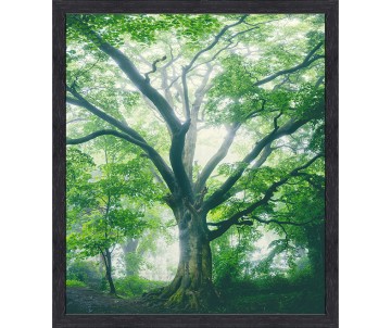 Strom života foto 4 s rámem
